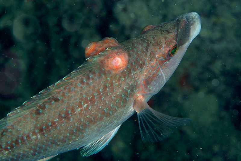 Corvina alla stazione di pulizia